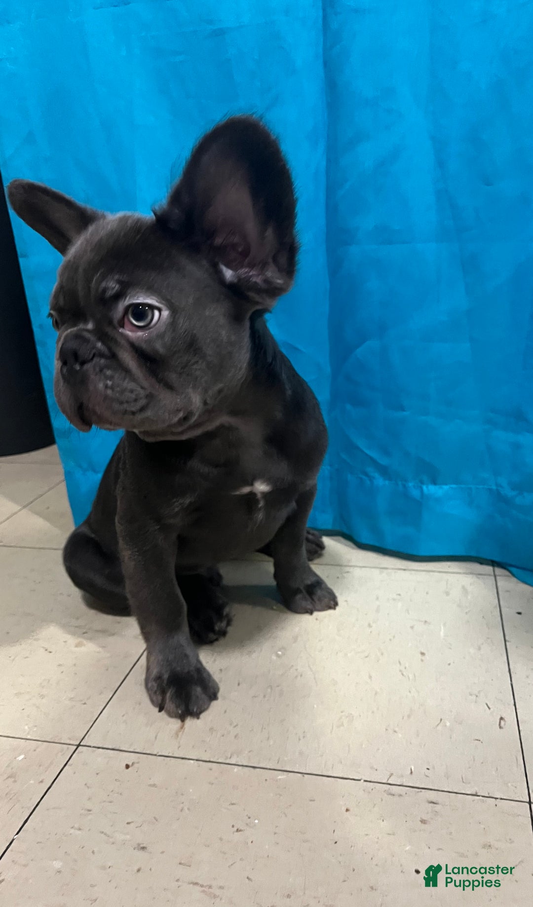 French Bulldog dogs for sale: French Bulldog Puppy 2 - Ad 1