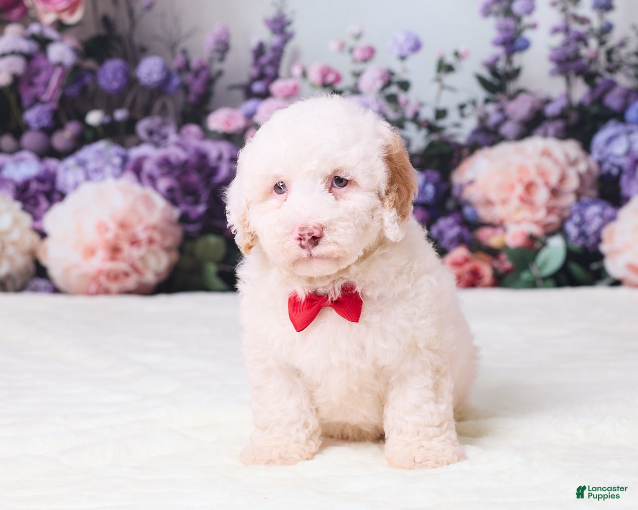 Mini Goldendoodle dogs Canela - Ad 1