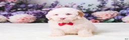 Mini Goldendoodle dogs for sale: Canela - Ad 1