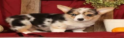 Welsh Corgi Pembroke dogs for sale: Teresa - Ad 5