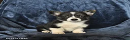 Welsh Corgi Pembroke dogs for sale: River - Ad 5