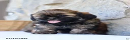 Shih Tzu dogs for sale: Reno - Ad 5