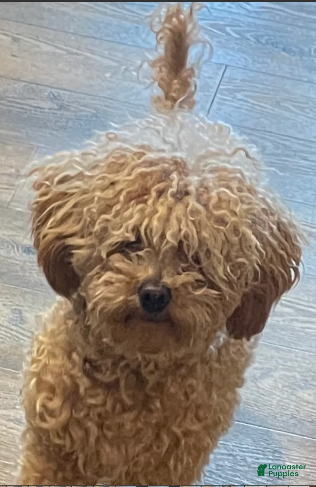 Toy Poodle dogs for sale: Toy Poodle Puppy 1 - Ad 6