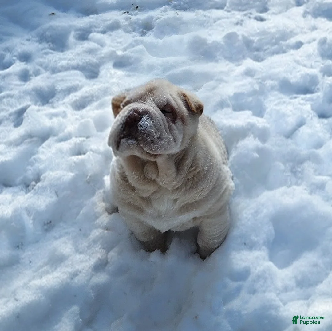 Shar Pei dogs for sale: Blizzard mini - Ad 7