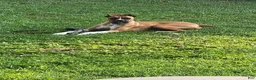 Boxer dogs for sale: Rocky - Ad 23