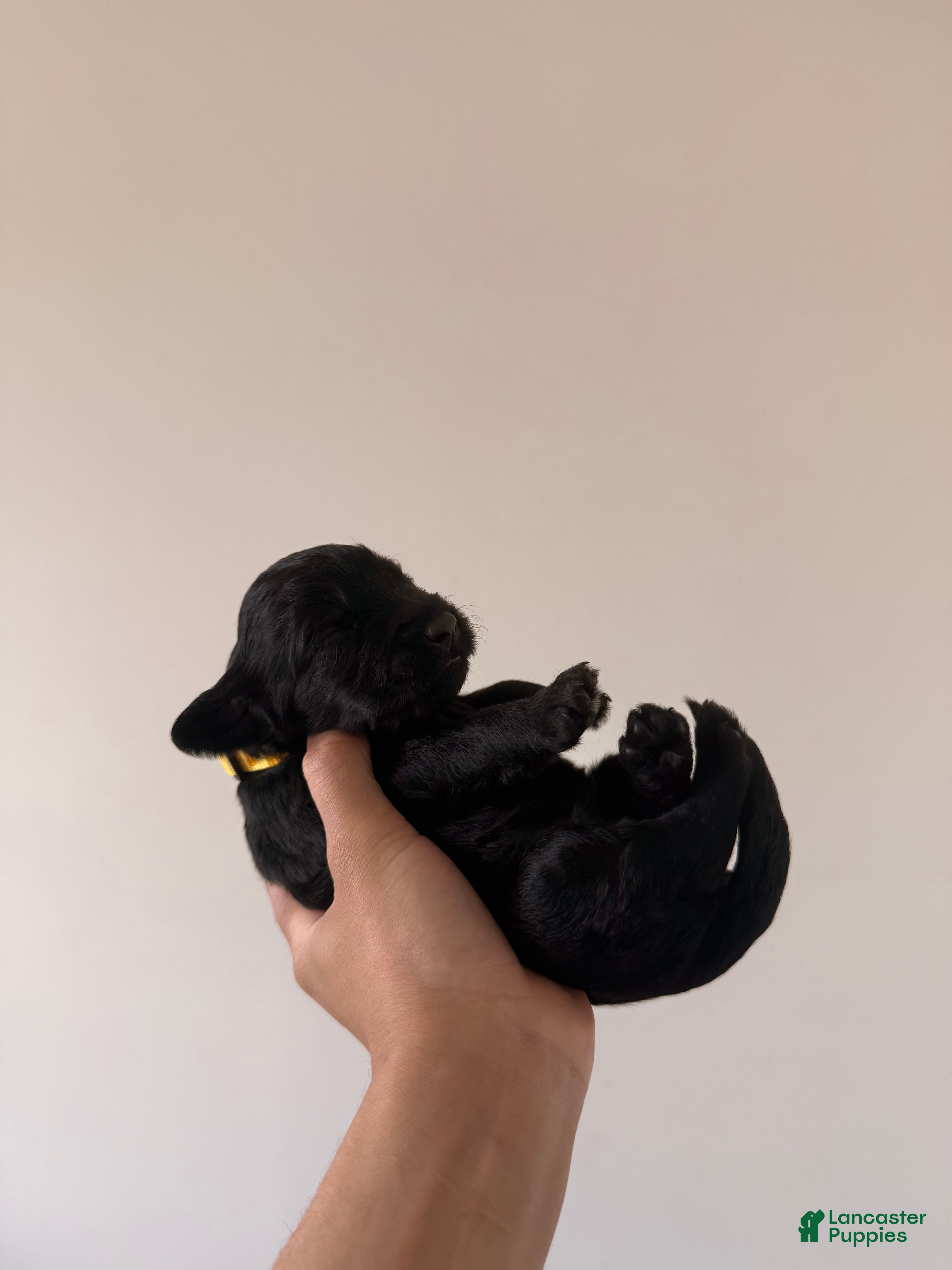 Double Doodle dogs Citrine - Ad 41