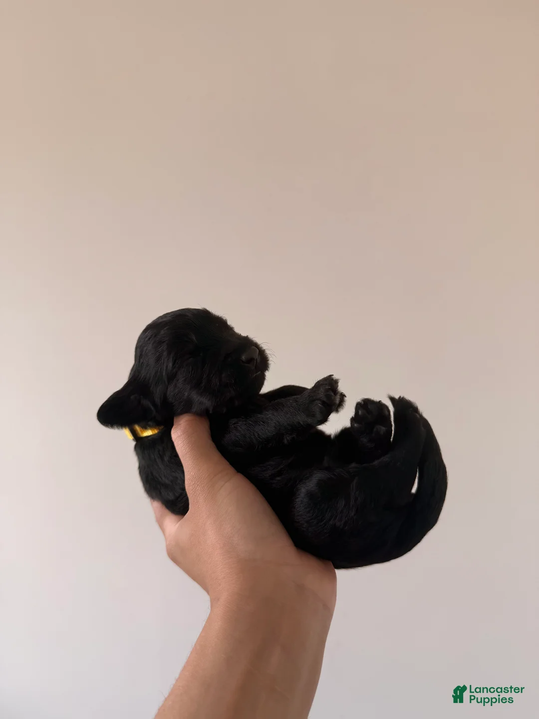 Double Doodle dogs for sale: Citrine - Ad 1