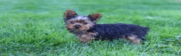 Yorkshire Terrier dogs for sale: Jay  - Ad 3
