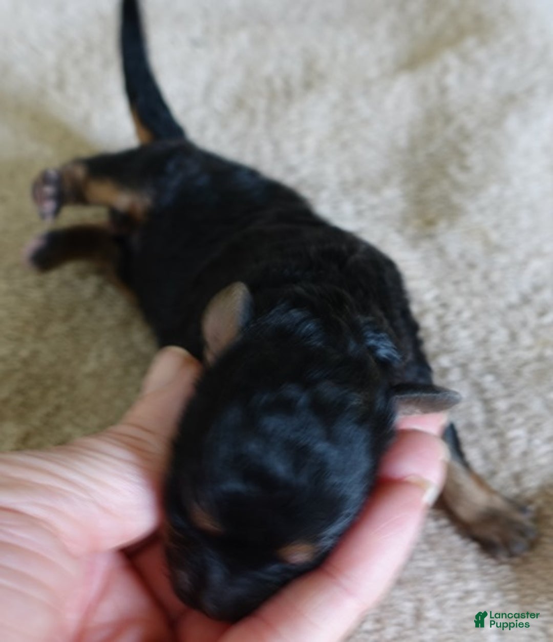 Maltipoo dogs for sale: Aurora - Ad 4