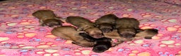 Miniature Dachshund dogs for sale: Cream - Ad 25