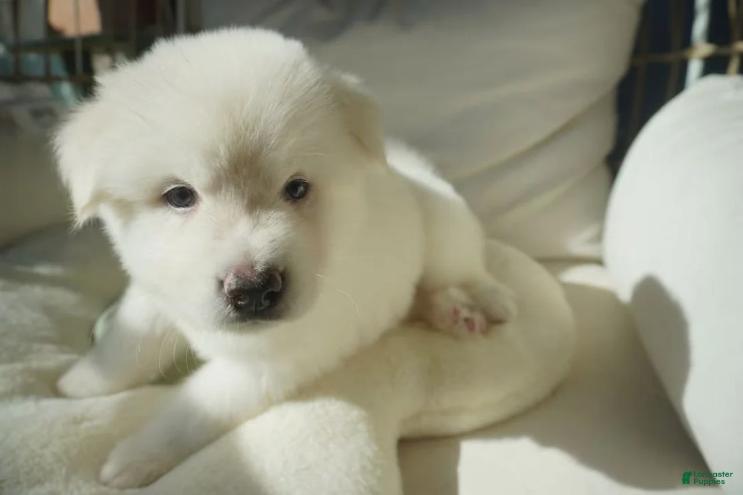 Alaskan Malamute dogs for sale: Coconut - Ad 11