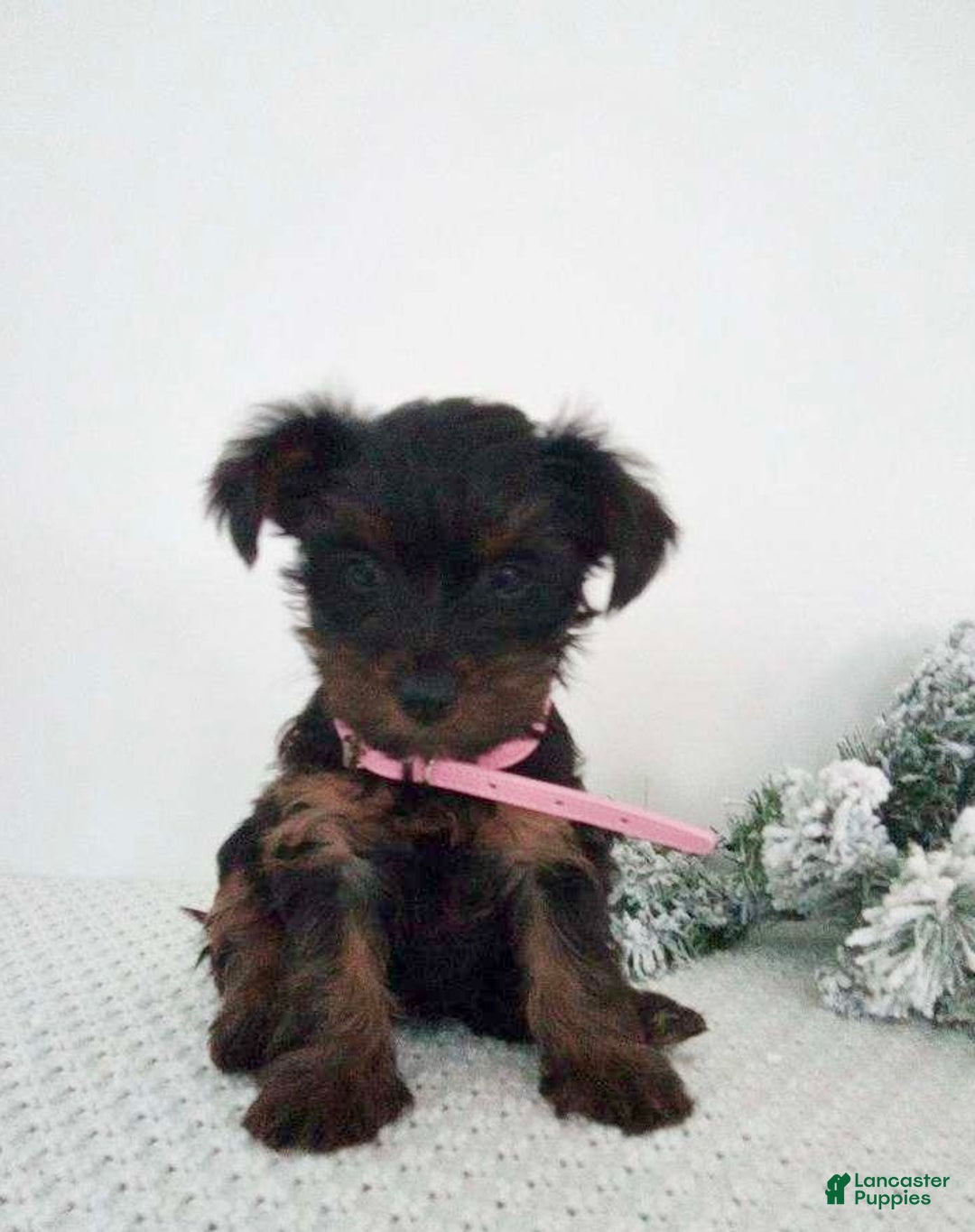 Yorkshire Terrier dogs for sale: Jerry - Ad 9