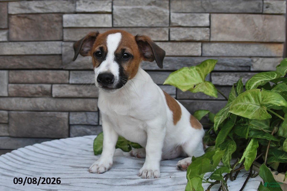 Jack Russell Terrier dogs Sparky - Ad 2