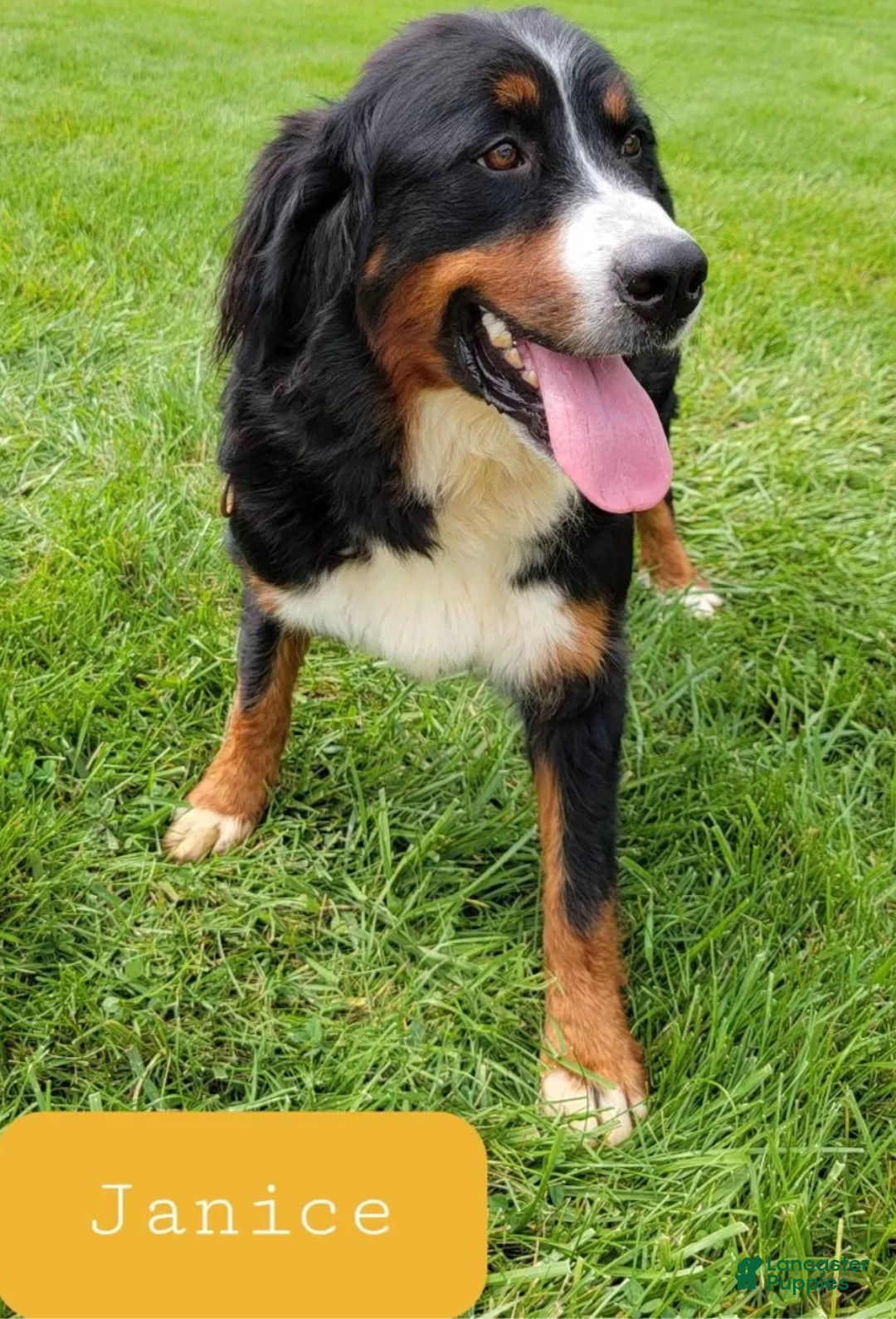 Mini Bernedoodle dogs for sale: Mini Bentley - Ad 25