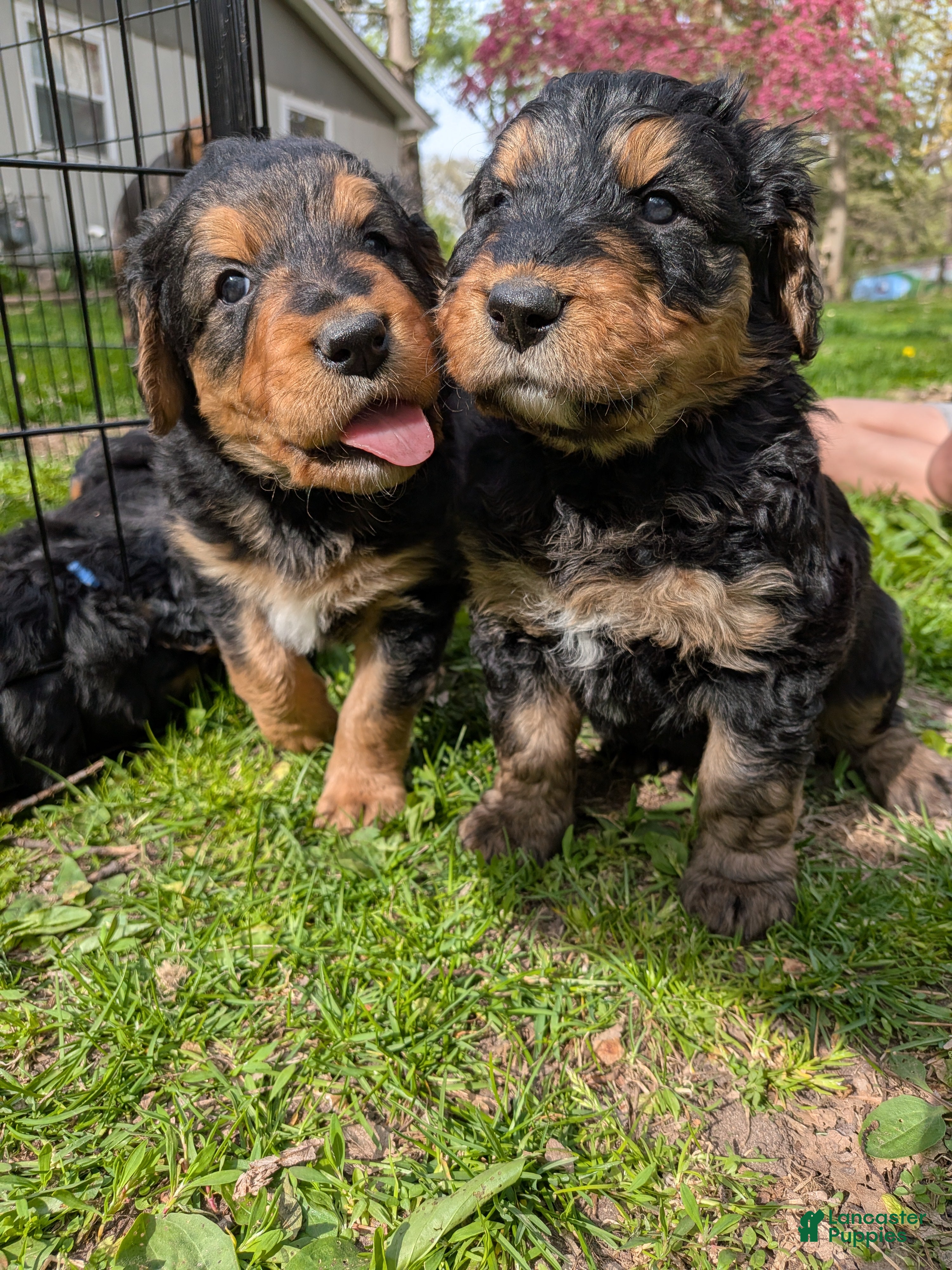 Mixed Breed dogs Mort - Ad 10