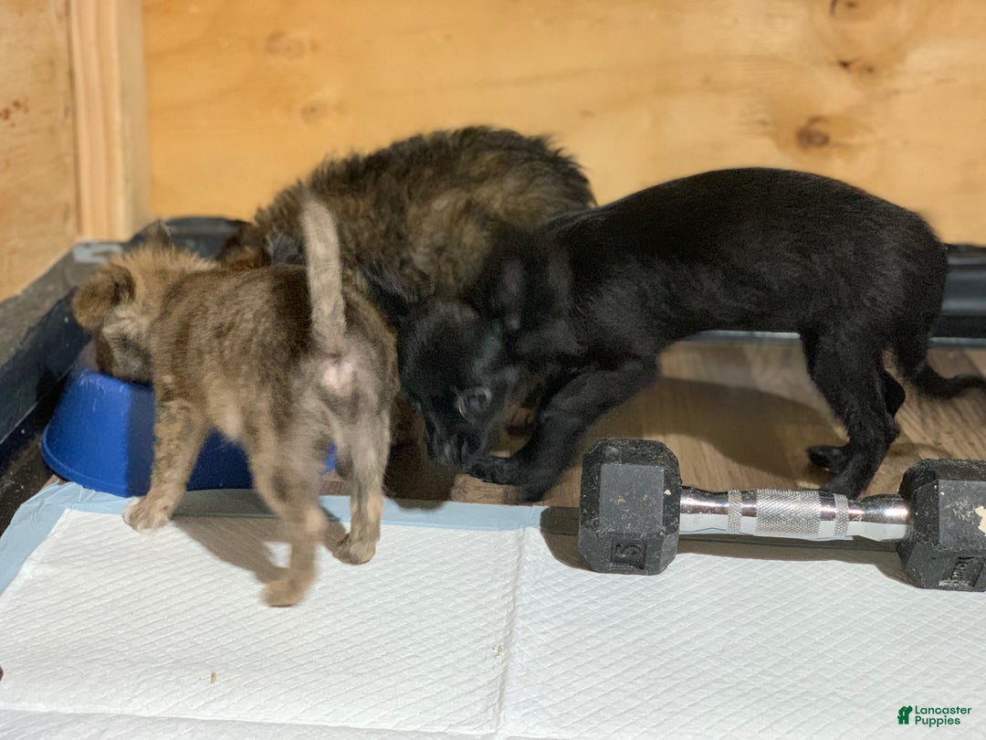 Chihuahua dogs for sale: Chihuahua Puppy 1 - Ad 5