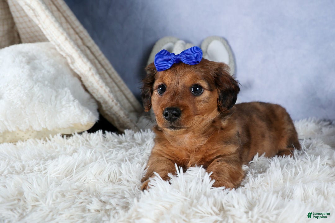 Miniature Dachshund dogs for sale: Jasper - Ad 4