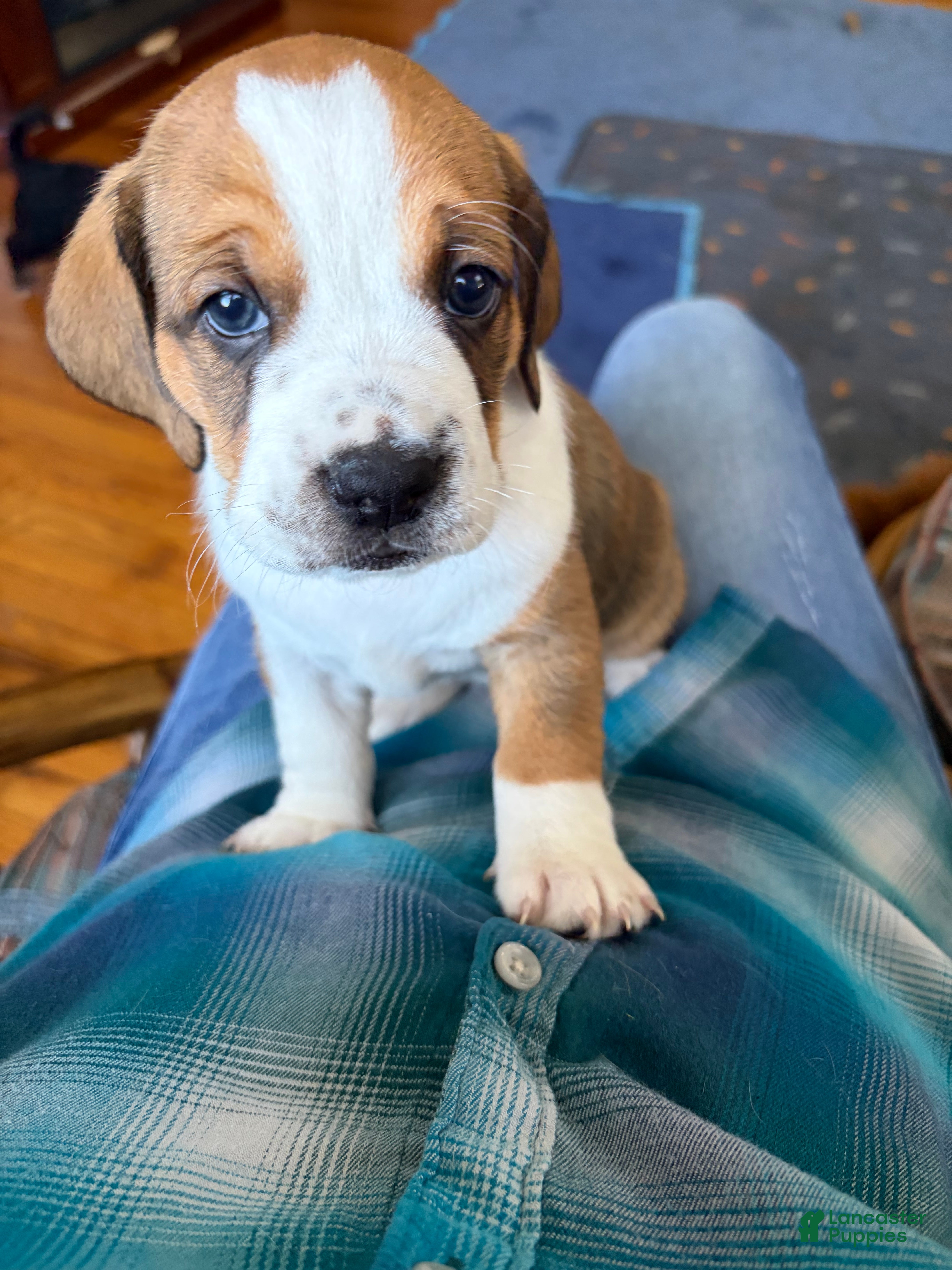 Mixed Breed dogs Freckles  - Ad 42