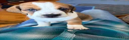 Mixed Breed dogs for sale: Freckles  - Ad 1