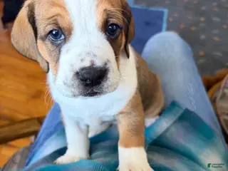 Mixed Breed dogs Freckles - Ad 38