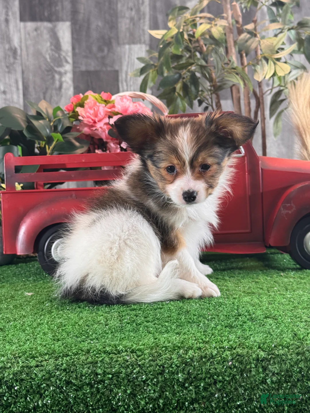Papillon dogs for sale: Reba - Ad 5