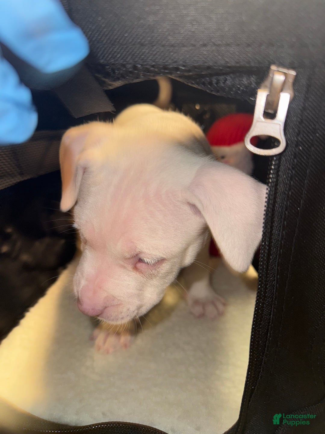 American Bully dogs for sale: Marshmallow  - Ad 6