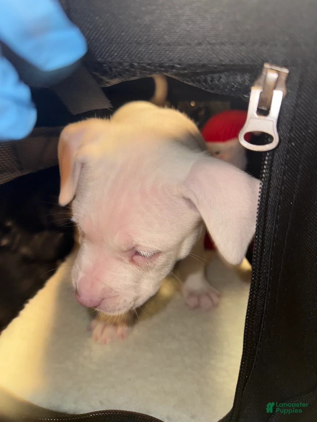 American Bully dogs for sale: Marshmallow  - Ad 6