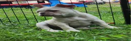 French Bulldog dogs for sale: Mello - Ad 9