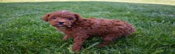 Miniature Poodle dogs for sale: Denver  💕🐶 - Ad 8