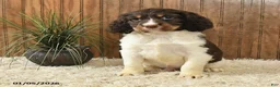 English Springer Spaniel dogs for sale: Flasher - Ad 4
