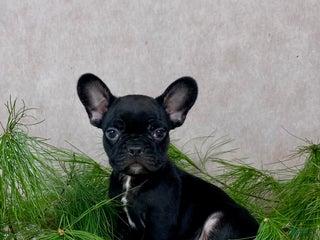 Mixed Breed dogs Mr. Theo - Ad 42