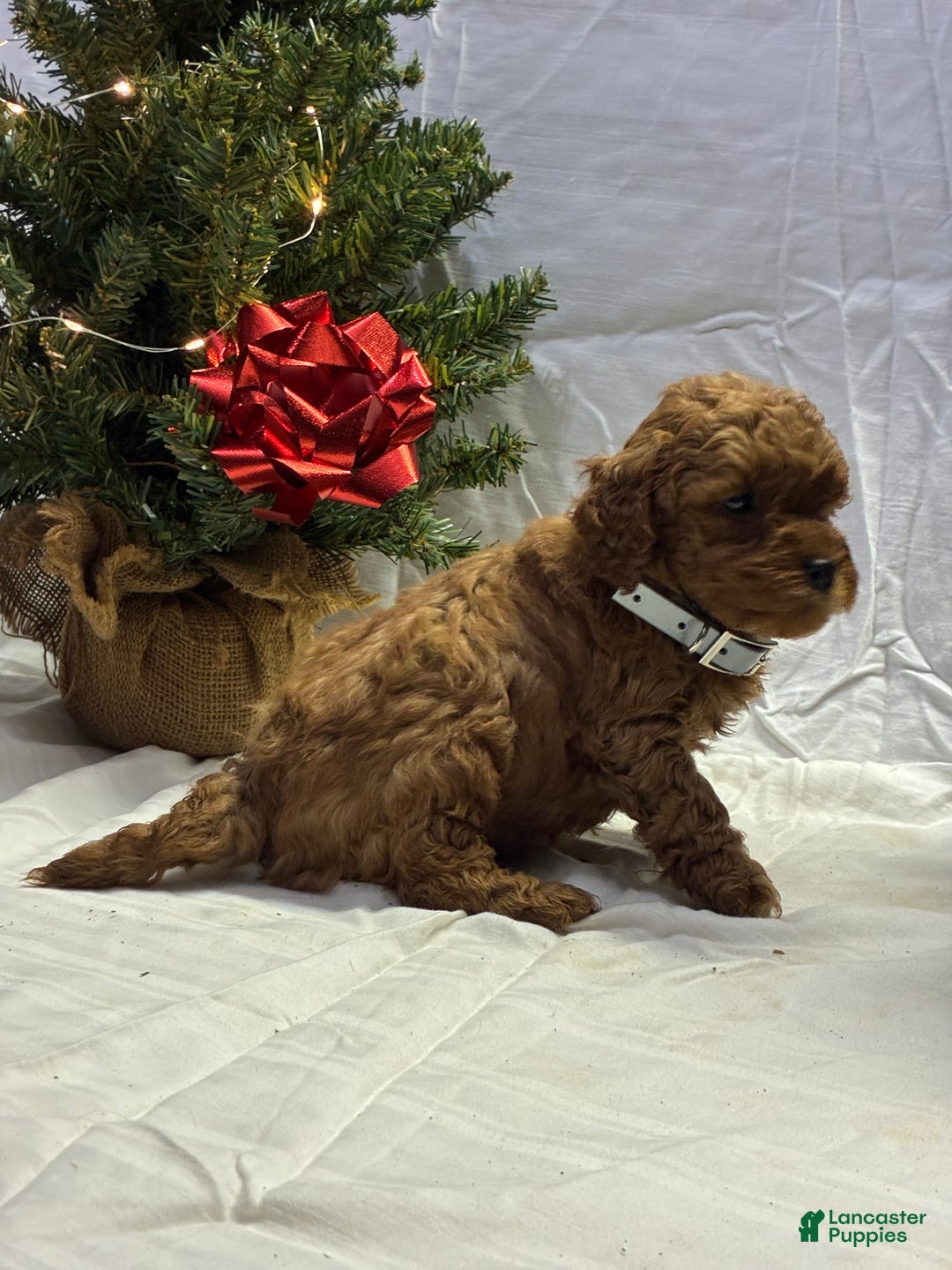 Mini Goldendoodle dogs for sale: Biscuit - Ad 3