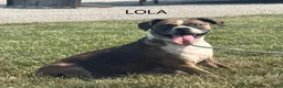 English Bulldog dogs for sale: Loren - Ad 5