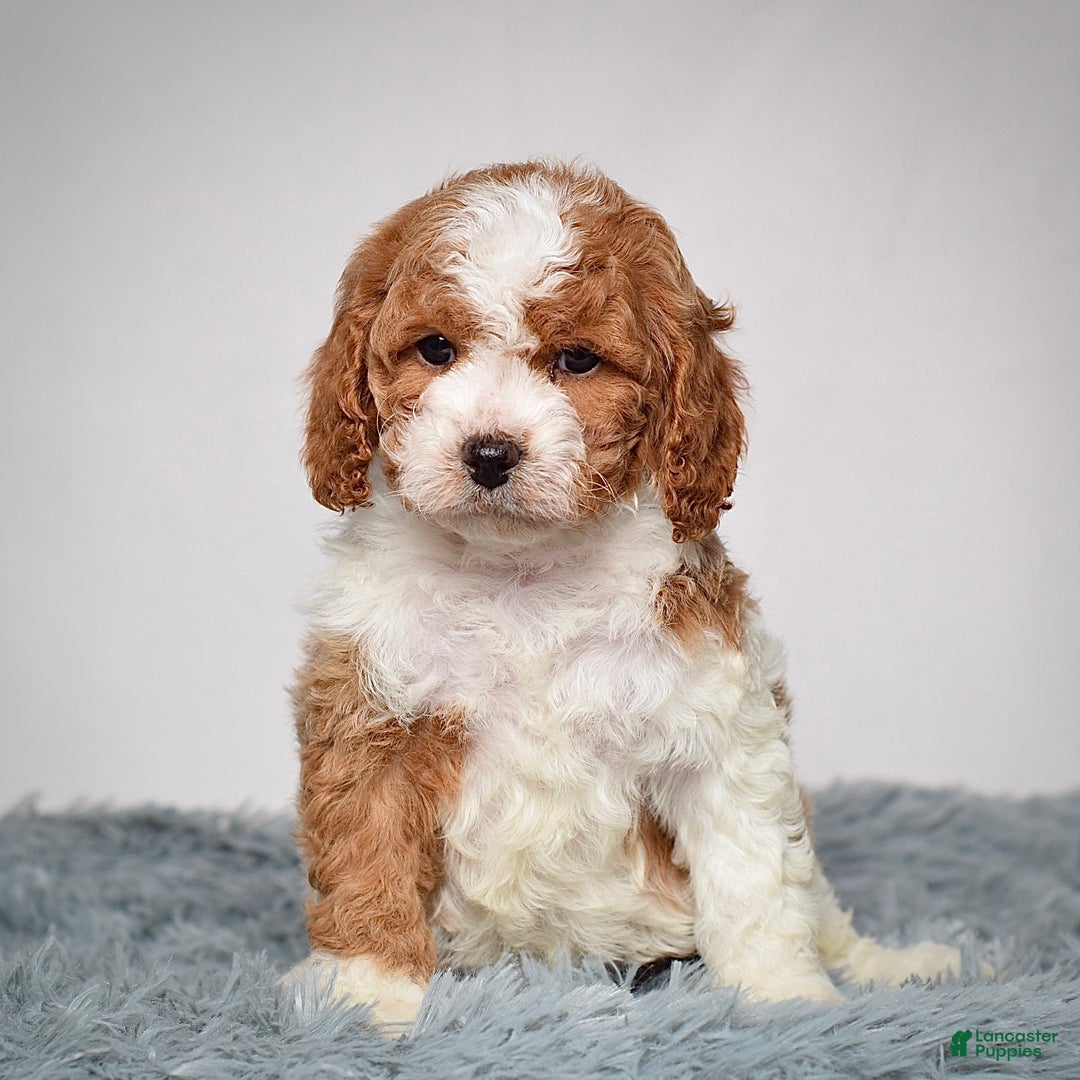 Cavapoo dogs for sale: Mr. Loki - Ad 7