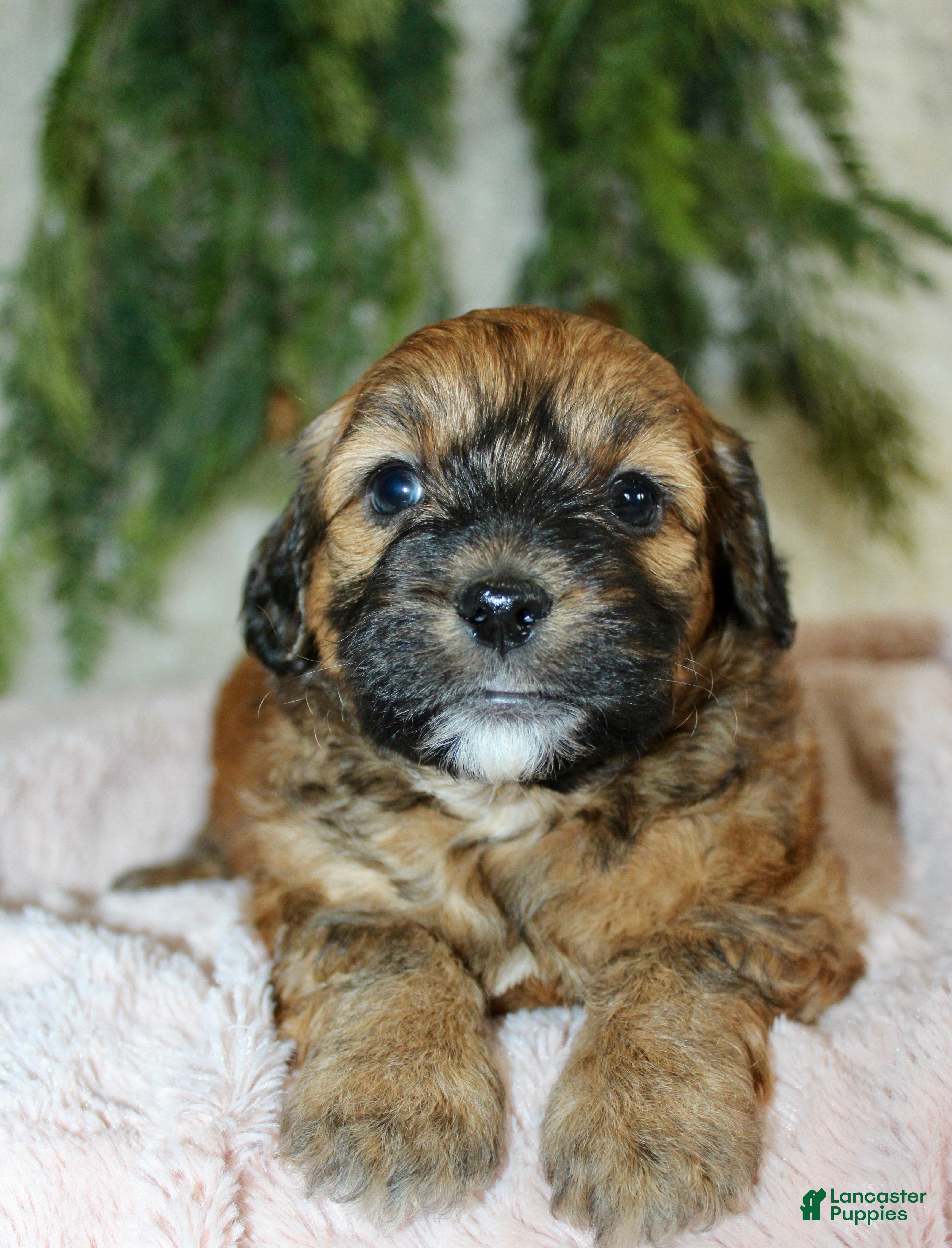 Shihpoo dogs Shihpoo Puppy 5 - Ad 1