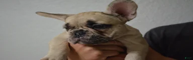 French Bulldog 2