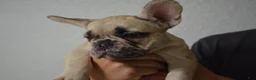 French Bulldog dogs for sale: French Bulldog 2 - Ad 1