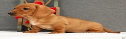Miniature Dachshund dogs for sale: Gemini - Ad 4