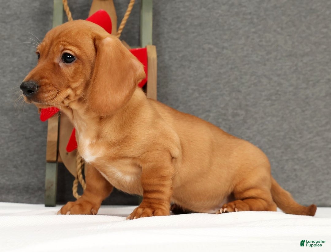 Miniature Dachshund dogs for sale: Gemini - Ad 4