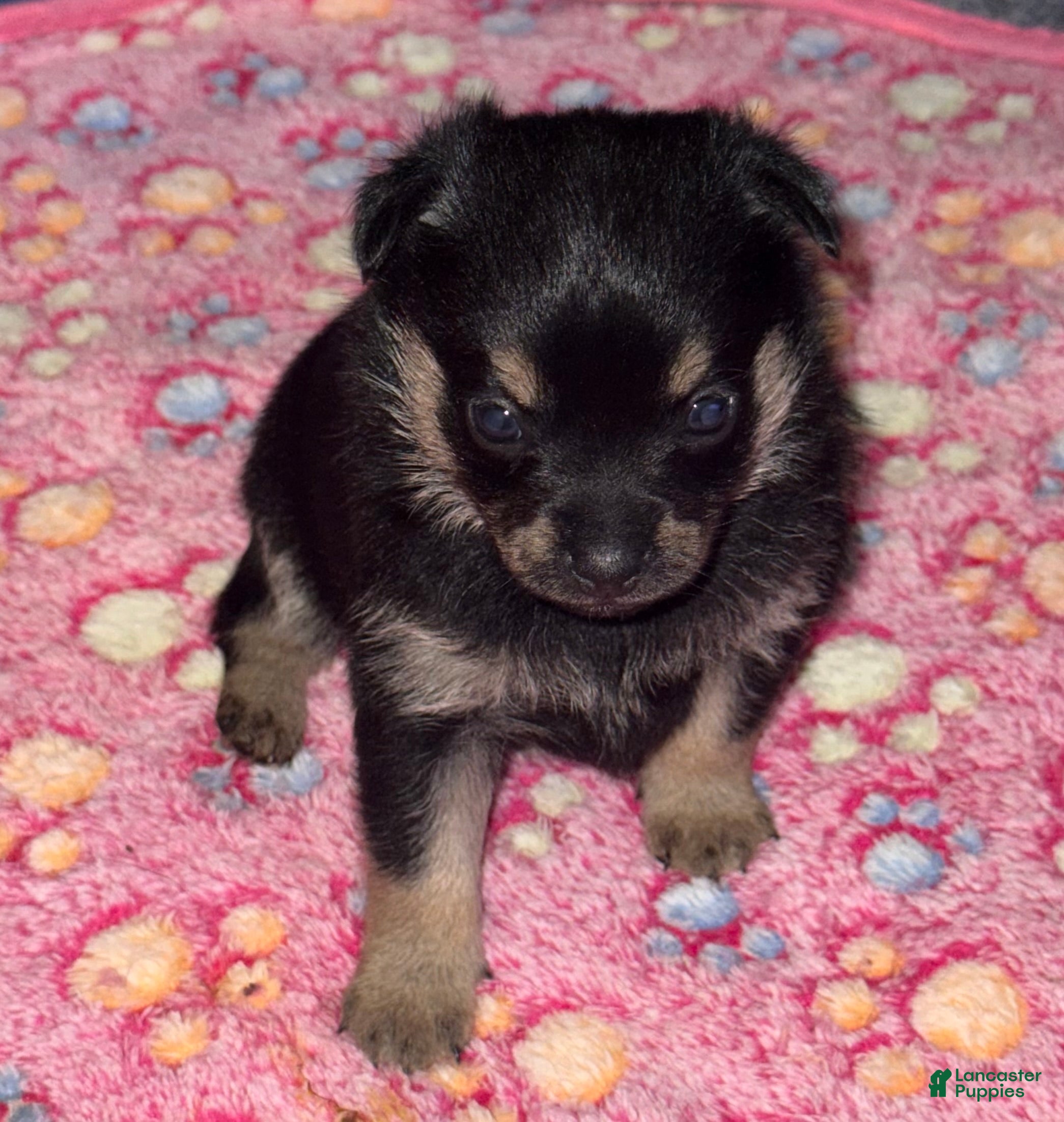 Chihuahua dogs Basil - Ad 27