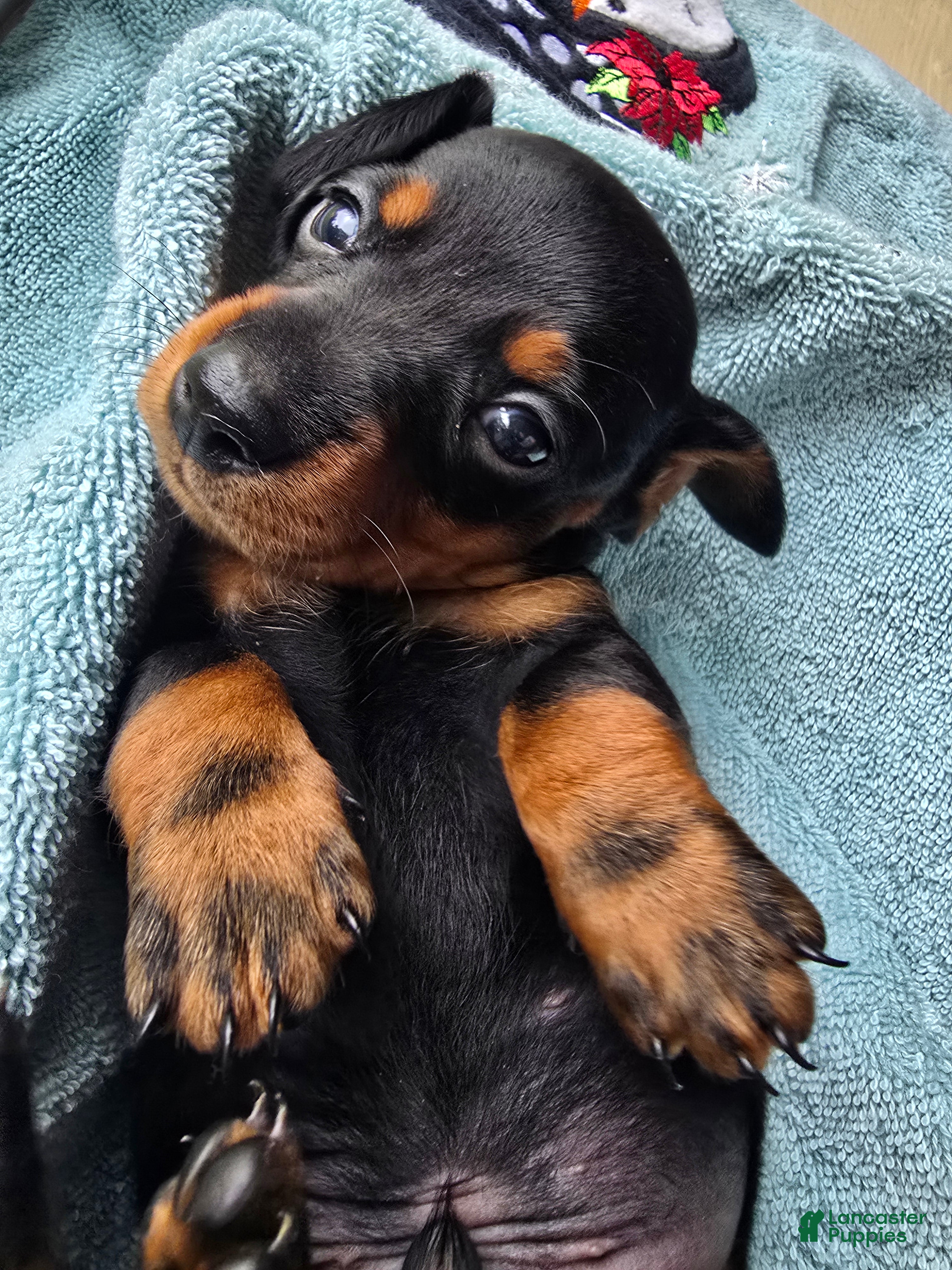 Miniature Dachshund dogs Larry - Ad 39