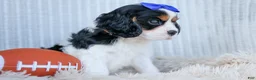 Cavalier King Charles Spaniel dogs for sale: Walker 🩵 - Ad 15