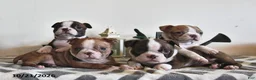 Boston Terrier dogs for sale: Becky - Ad 5