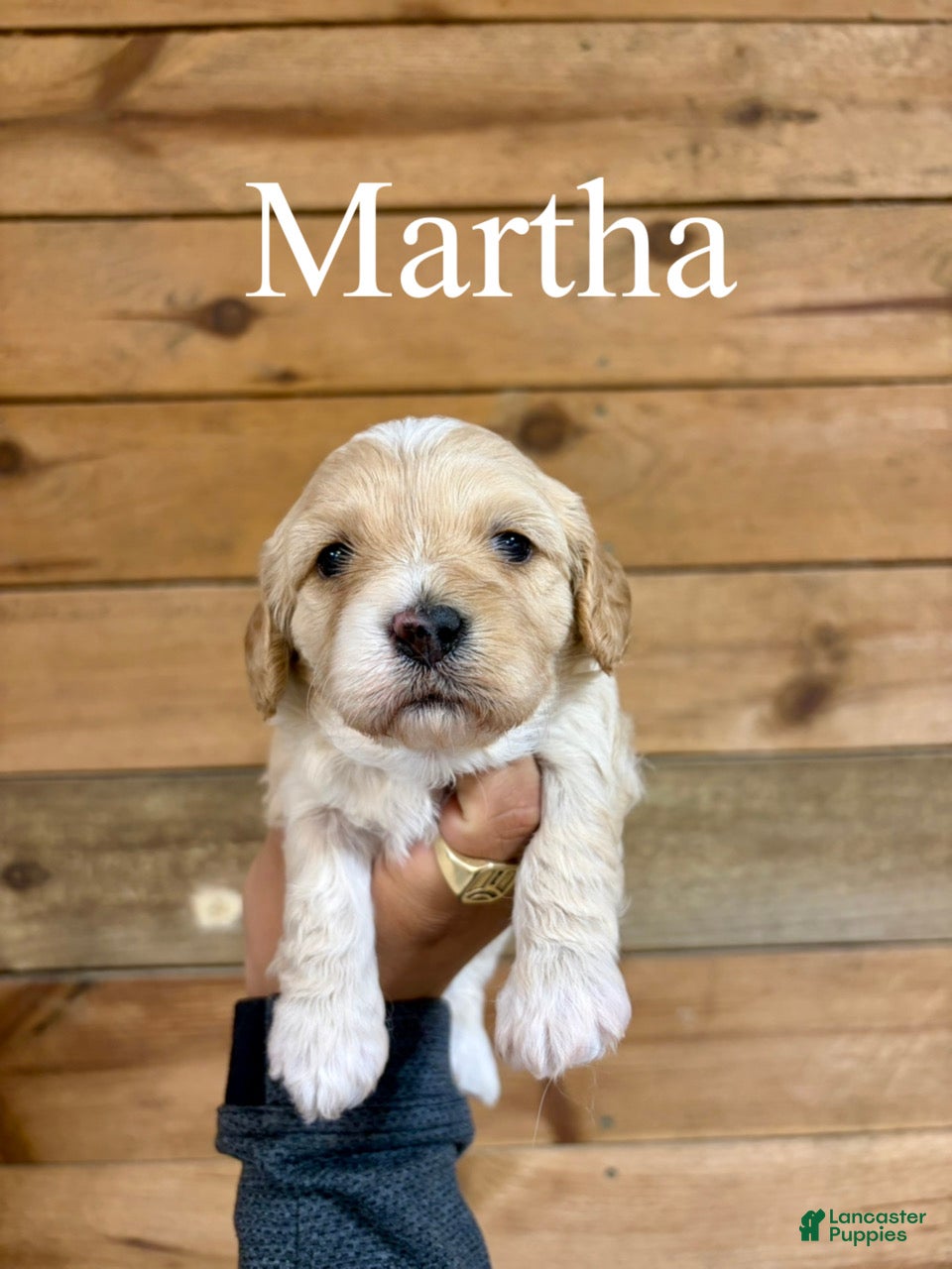 Cavapoo dogs Martha - Ad 1