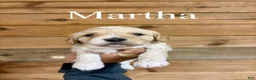 Cavapoo dogs for sale: Martha - Ad 1
