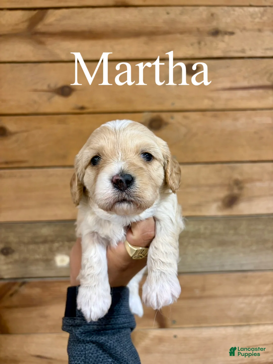 Cavapoo dogs for sale: Martha - Ad 1