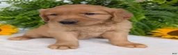 Golden Retriever dogs for sale: Buddy  - Ad 8
