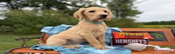 Labradoodle dogs for sale: Peter (Boy) - Ad 5