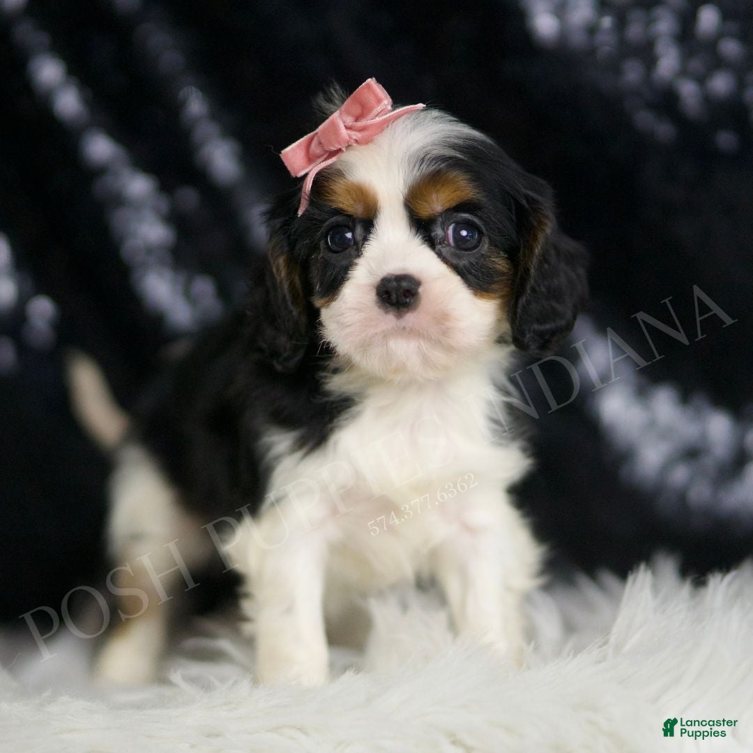 Tanzie for sale in Warsaw Lancaster Puppies