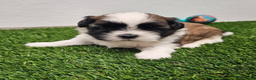 Shih Tzu dogs for sale: Gordon Ckc - Ad 5